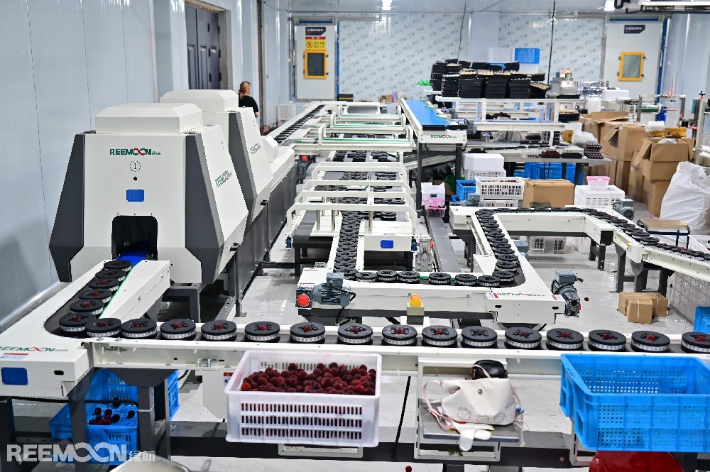 眼下正值仙居楊梅豐收季，橫溪鎮(zhèn)坎頭村交易市場客商如織。作為仙居四大楊梅基地之一，坎頭村坐擁3000畝楊梅林，其中東魁楊梅年產(chǎn)量穩(wěn)居全縣榜首，連續(xù)多年斬獲“楊梅王”稱號。然而傳統(tǒng)銷售模式一度讓坎頭村楊梅陷入瓶頸。2024年，臺州御農(nóng)農(nóng)業(yè)發(fā)展有限公司（以下簡稱“臺州御農(nóng)農(nóng)業(yè)”）總經(jīng)理王旭偉帶領(lǐng)直播團(tuán)隊(duì)返鄉(xiāng)，為百