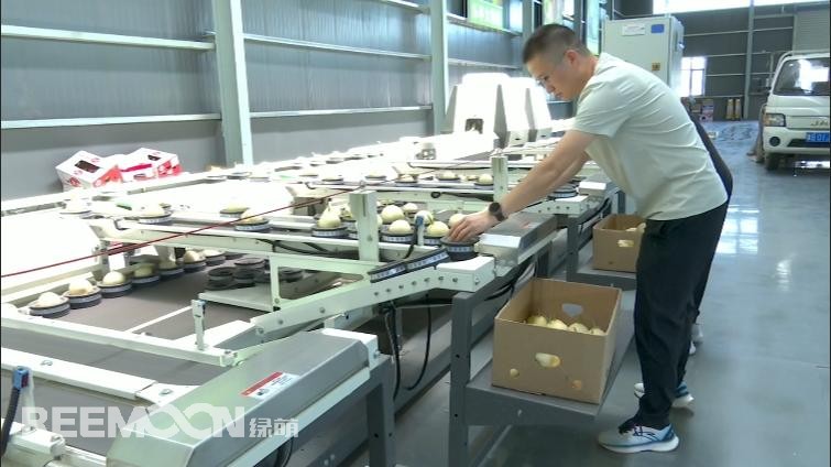 在河北樂亭縣冀東國際農(nóng)產(chǎn)品物流中心，藏著一座充滿“黑科技”的果菜智慧分揀中心。走進(jìn)這里，智能分選生產(chǎn)線正火力全開，奏響果菜產(chǎn)業(yè)升級的“科技進(jìn)行曲”！以甜瓜分選為例，為避免這些個大飽滿的“甜蜜果實(shí)”在分選時受傷，生產(chǎn)線特意安置了柔性果杯。隨后，甜瓜們“躺”進(jìn)多通道分選設(shè)備，如同接受精密CT檢查般，不僅會