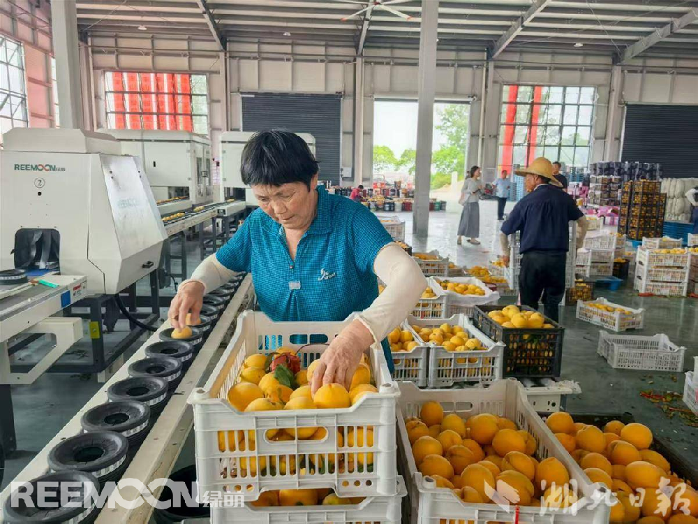 8月，走進(jìn)孝昌縣豐山鎮(zhèn)桃產(chǎn)業(yè)冷鏈物流分揀中心，一筐筐新鮮黃桃整齊碼放，滿眼望去金燦燦一片。一臺高速運(yùn)轉(zhuǎn)的智能分揀設(shè)備吸引了記者的目光。只見一顆顆鮮桃被放入傳送帶上，一顆桃對應(yīng)一個托盤，被傳送至“分選倉”。設(shè)備開始對桃子進(jìn)行全面“體檢”，利用光譜分析技術(shù)瞬間測出桃子甜度，采用高清快速拍照和分辨技術(shù)查看桃