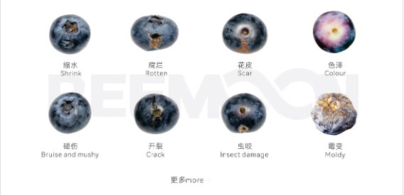 藍莓瑕疵.jpg